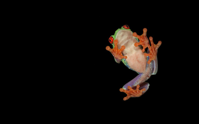 Frog orange green legs black free wallpaper - medium preview image