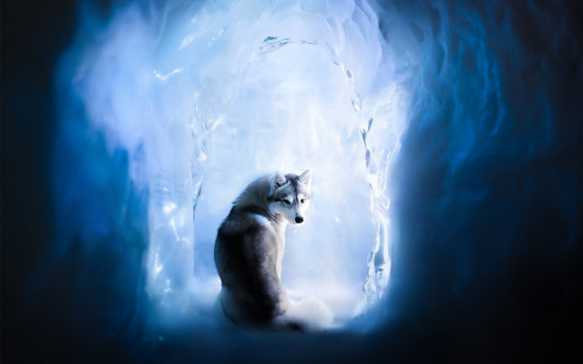 Wolf icecave light fantasy airbrush free wallpaper - medium preview image