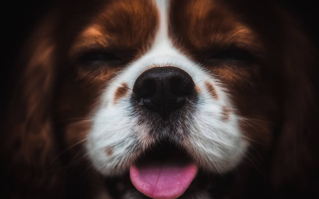 Dog open mouth tongue out #2 free wallpaper - medium preview image