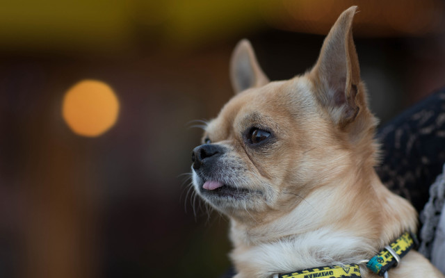Small dog lap tilt shift free wallpaper - medium preview image