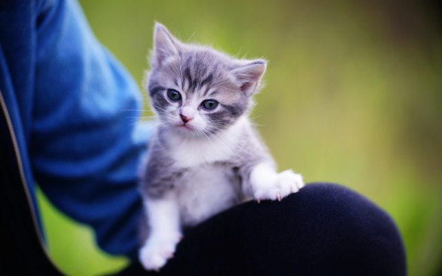 Kitten arm cat carlos animal free wallpaper - medium preview image