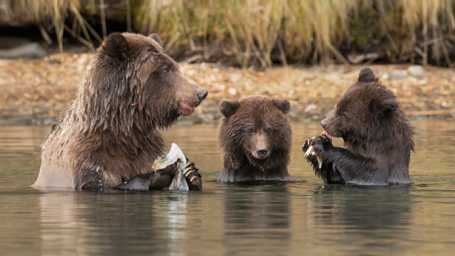 Bears fish duck water wildlife free wallpaper - medium preview image
