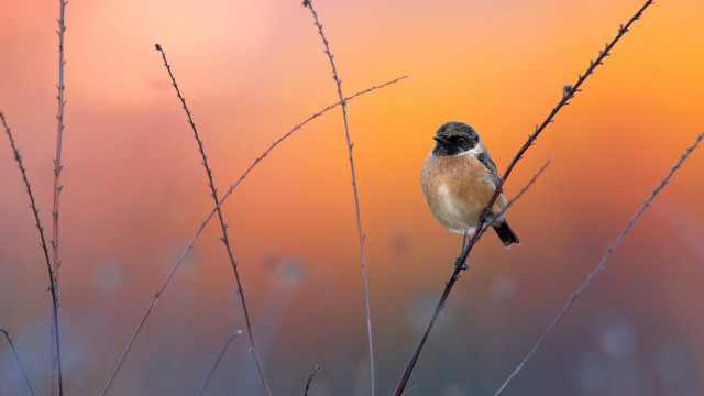 Small bird branch orange pink free wallpaper - medium preview image