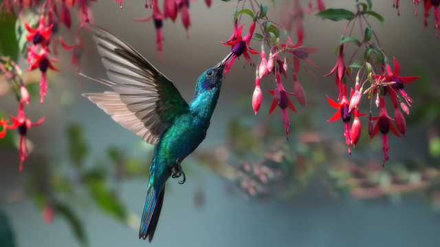 Hummingbird flower branch bokeh blue free wallpaper - medium preview image