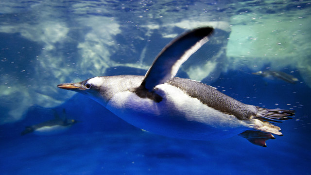 Penguin flying over water bubbles free wallpaper - medium preview image