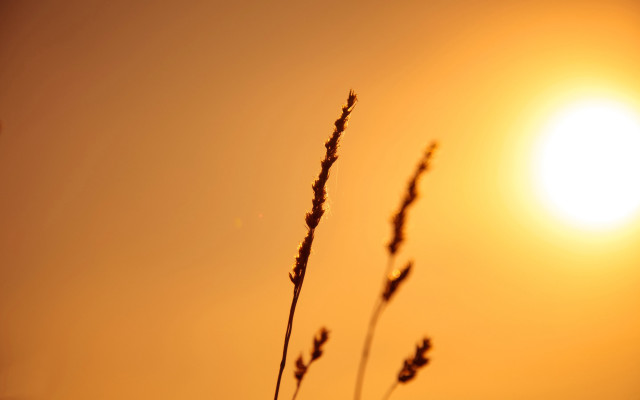 Plant sun clouds dusk mountains free wallpaper - medium preview image