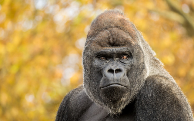 Gorilla camera blurry background bokeh free wallpaper - medium preview image