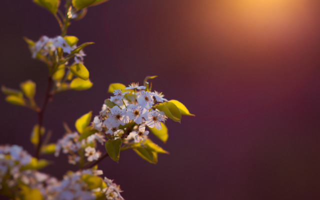 Flower field bokeh anamorphic lensflare free wallpaper - medium preview image
