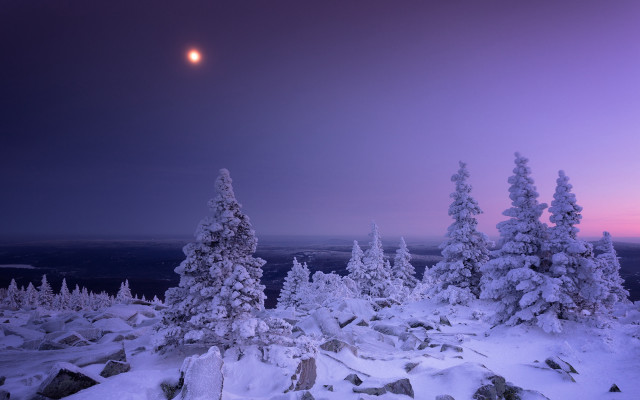 Full moon snowy landscape forest #2 free wallpaper - medium preview image