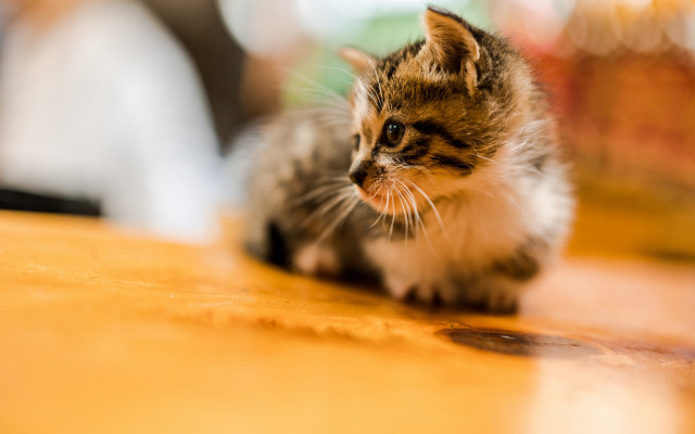 Kitten wooden table soda shallow free wallpaper - medium preview image