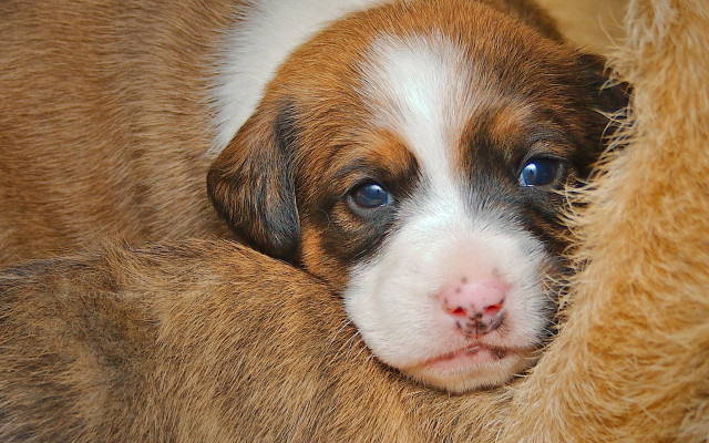 Puppy stuffed animal sad closeup free wallpaper - medium preview image
