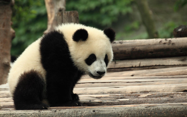 Panda sitting wooden platform trees free wallpaper - medium preview image