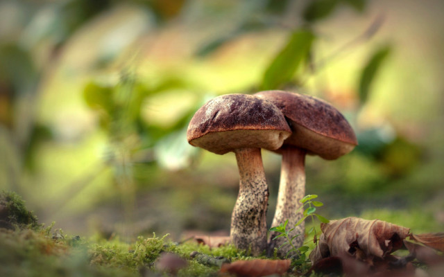 Mushrooms green field forest macro free wallpaper - medium preview image
