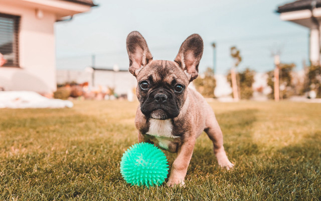 Small dog green ball grass free wallpaper - medium preview image