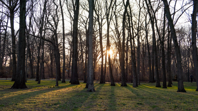 Sunshine park trees branch cherry free wallpaper - medium preview image
