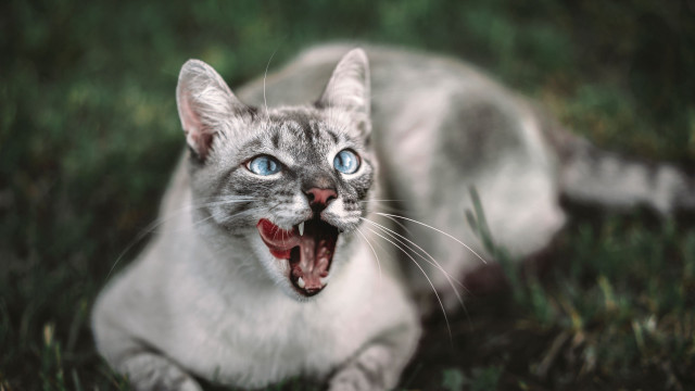 Wide mouthed cat blurry background free wallpaper - medium preview image