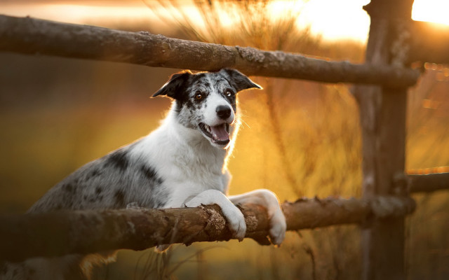 Dog sitting fence smiling paw free wallpaper - medium preview image