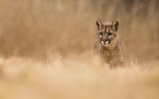 Mountain lion dry grass tilt free wallpaper - medium preview image