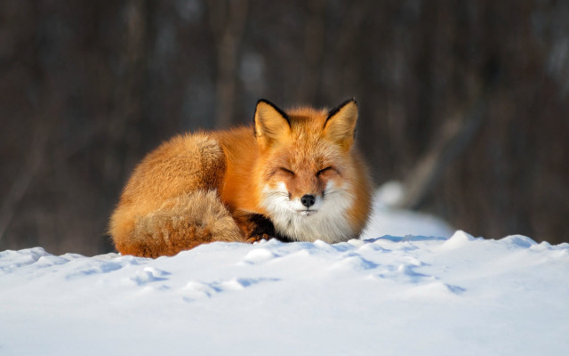 Red fox snow closed eyes free wallpaper - medium preview image