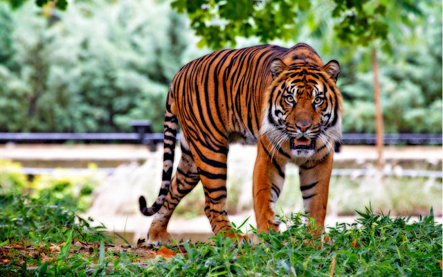 Lush green forest tiger walking free wallpaper - medium preview image