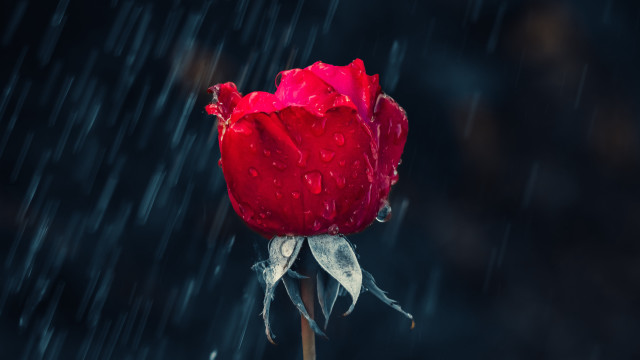 Red rose water droplets rain #3 free wallpaper - medium preview image