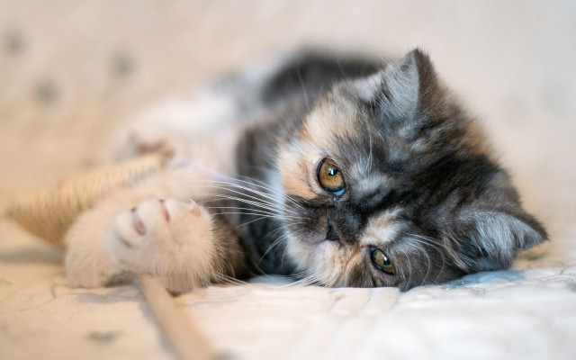 Cat mouse bed photorealistic blurry free wallpaper - medium preview image