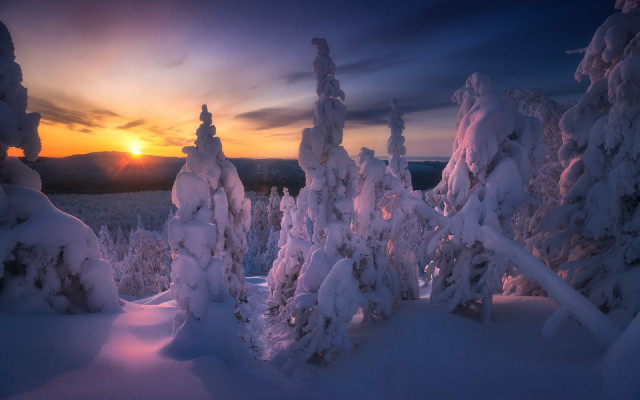 Sunset snowy forest ice trees free wallpaper - medium preview image