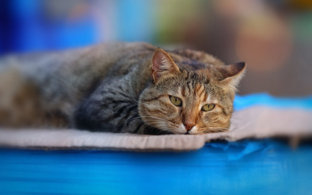 Cat blue surface tiltshift blurry free wallpaper - medium preview image