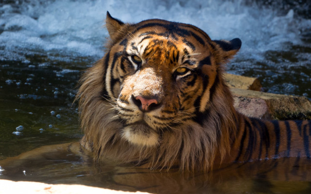 Tiger waterfall rocks flowing water free wallpaper - medium preview image