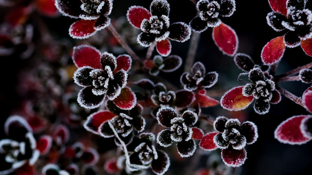 Frosted plant red rose strawberry free wallpaper - medium preview image