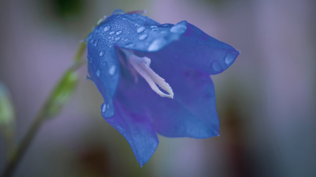 Blue flower water droplets macro #3 free wallpaper - medium preview image