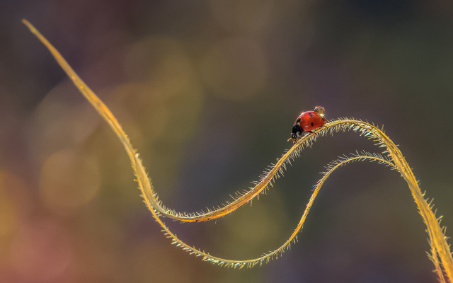 Ladybug yellow stem macro arabesque free wallpaper - medium preview image