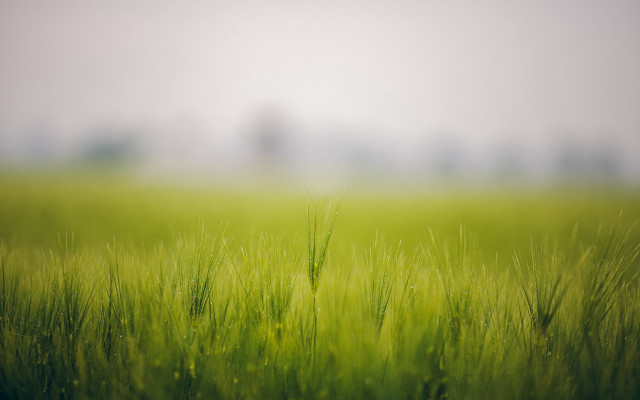 Green field bush forest nature free wallpaper for desktop - medium preview image