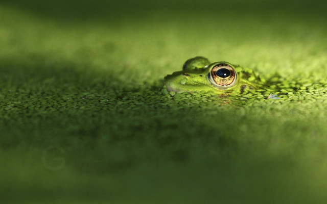 Frog large eye green surface free wallpaper - medium preview image