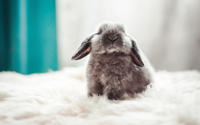 Small rabbit white rug beach free wallpaper - medium preview image