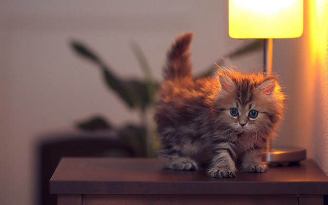 Small kitten table lamp plant free wallpaper - medium preview image