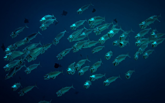 Large fish group underwater blue free wallpaper - medium preview image