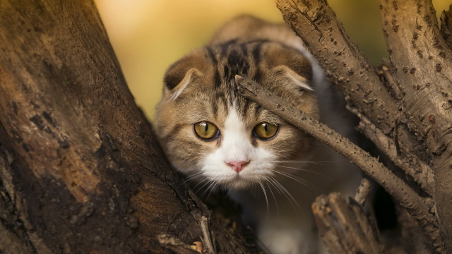 Cat peeking tree branch yellow free wallpaper - medium preview image