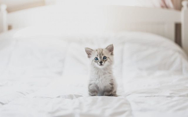 Tiny kitten white bed minimalism #2 free wallpaper - medium preview image