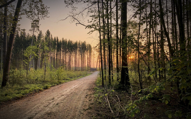 Dirt road forest sunset ecological free wallpaper - medium preview image