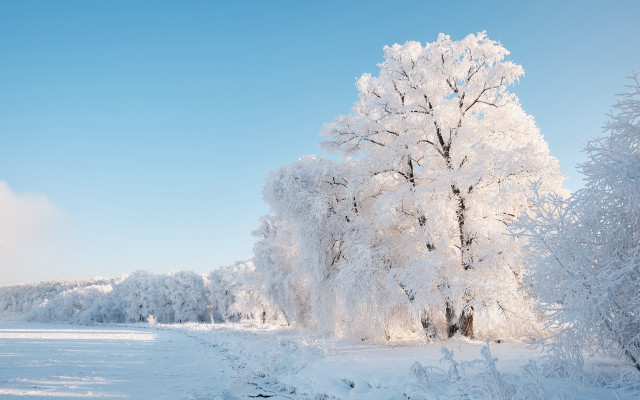 Snowy landscape tree path winter free wallpaper - medium preview image