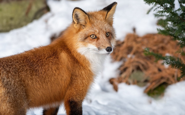 Red fox snow curious head free wallpaper - medium preview image