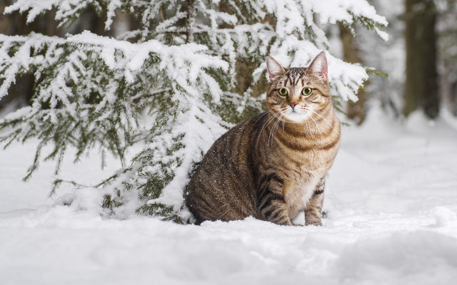Cat sitting snow tree branch #2 free wallpaper - medium preview image