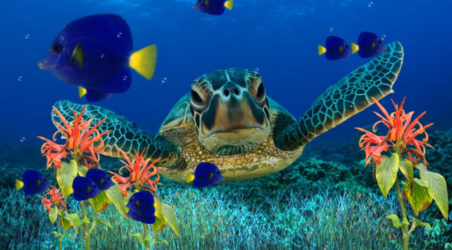 Turtle swimming ocean fish corals #2 free wallpaper - medium preview image