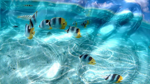 Fish group swimming pool water free wallpaper - medium preview image