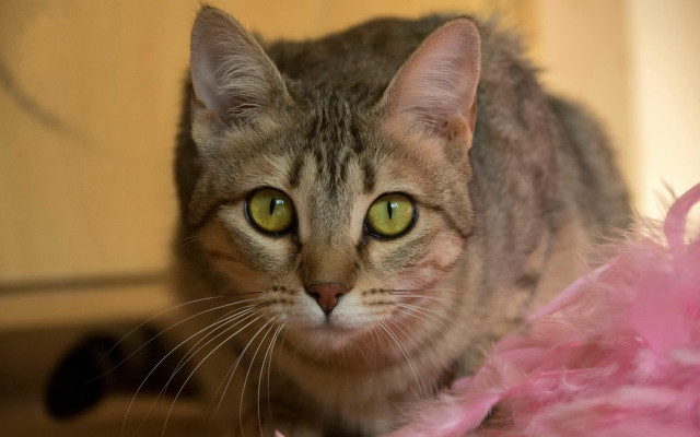 Cat green eyes pink blanket #2 free wallpaper - medium preview image