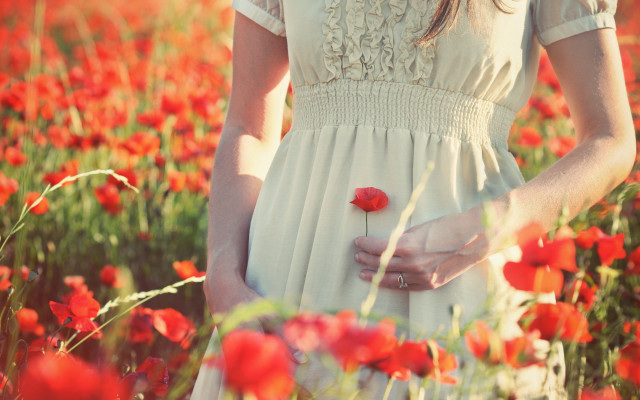 Woman red flowers rose bouquet free wallpaper - medium preview image