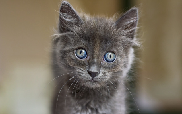 Small gray kitten blue eyes #5 free wallpaper - medium preview image