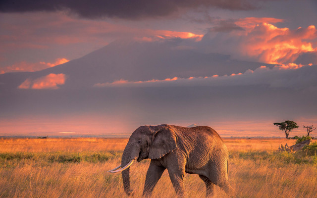 Elephant field mountain sunset clouds free wallpaper - medium preview image