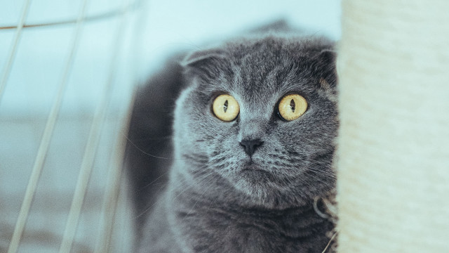 Gray cat yellow eyes scratching free wallpaper - medium preview image